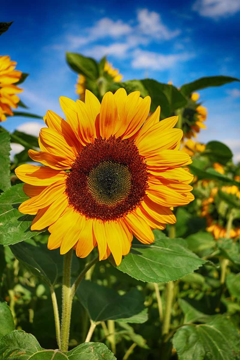 sunflower great season