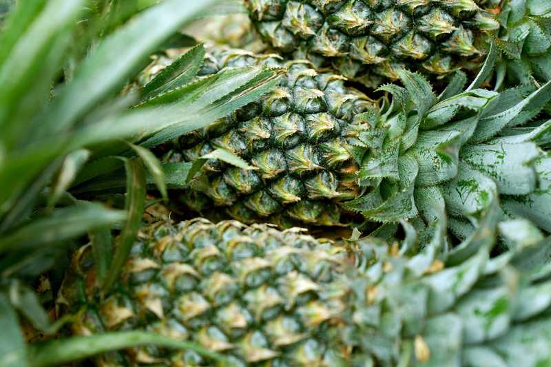 pineapples great season